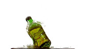 Beer bottle falling