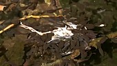 Toad tadpoles feeding on carrion