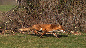 Red fox running, high speed