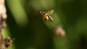 Honey bees in flight, high-speed