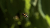 Honey bee in flight, high-speed