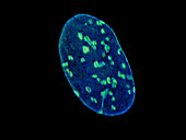Cell nucleus membrane