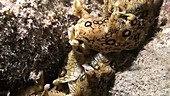 Spotted sea hare