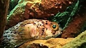 Porcupinefish hiding at night