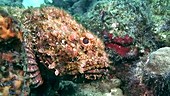 Pacific spotted scorpionfish