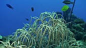 Gorgonian on a reef