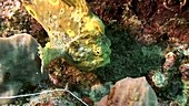 Yellow frogfish