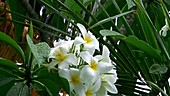 Frangipani flowers in the rain