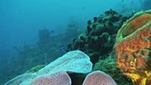 Sponges on a reef