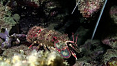 Small Spanish slipper lobster