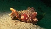 Roostertail conch