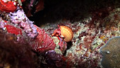Red reef hermit crab