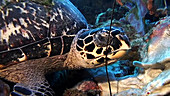 Hawksbill turtle