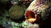 Giant tunicate