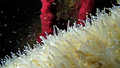 Coral polyps