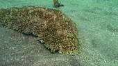 Furry sea cucumber