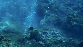 Undersea volcanism
