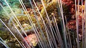 Sea urchin spines
