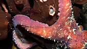Reef octopus hunting