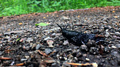 Black slug