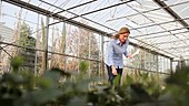 Scientist examining flora