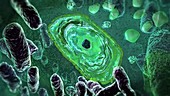 Bacteria