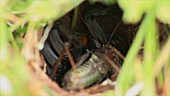 Wolf spider with cricket prey