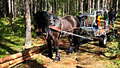 Horse and modern cart in managed forest
