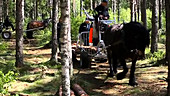 Horse and modern cart in managed forest