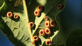 Spangle galls on oak leaves
