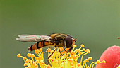 Hoverfly