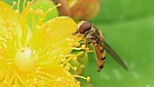 Hoverfly