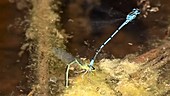 Mating azure damselflies