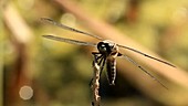 Broad-bodied chaser dragonfly