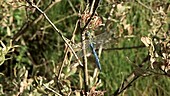 Blue emperor dragonfly