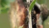 Aphids on thistle