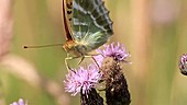 Silver-washed fritillary