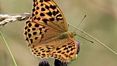 High brown fritillary