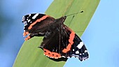 Red admiral butterfly