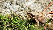 Common frog