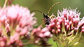 Spotted longhorn beetle