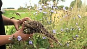 Woman holding chicory root