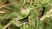 Peacock fly gall