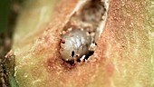 Peacock fly larva in its gall