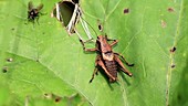 Bush cricket