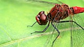 Male red-veined darter