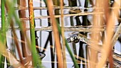 Grass snake in water