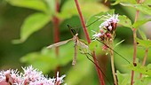 Crane fly