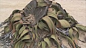 Welwitschia mirabilis