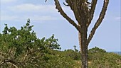 Euphorbia tree